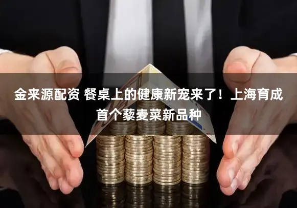 金来源配资 餐桌上的健康新宠来了！上海育成首个藜麦菜新品种